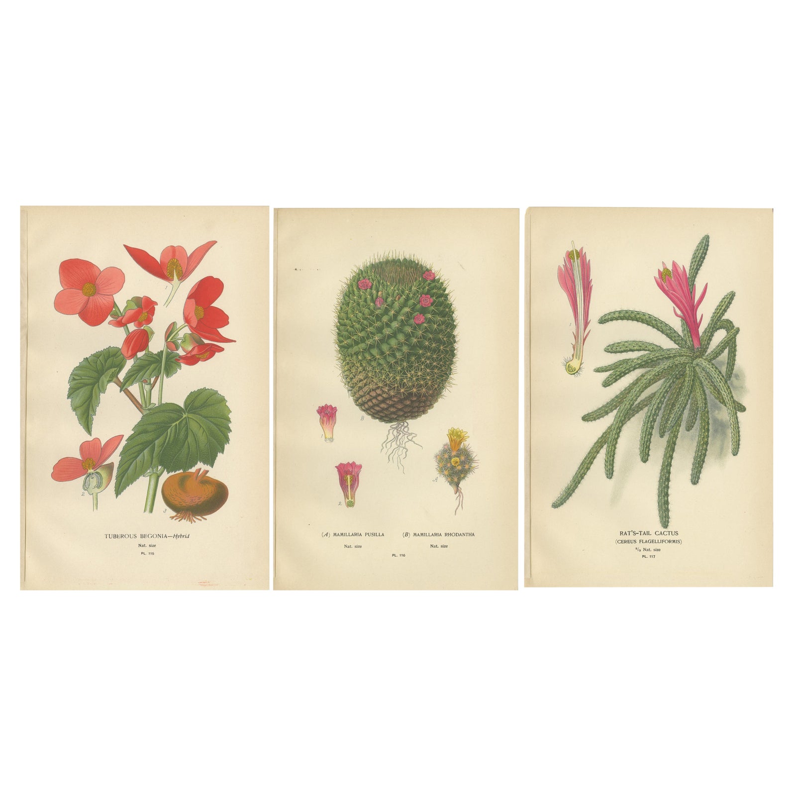 Antique Prints: Tuberous Begonia, Mammillaria Cactus & Rat's-Tail Cactus, 1897