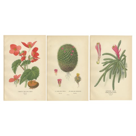 Antique Prints: Tuberous Begonia, Mammillaria Cactus & Rat's-Tail Cactus, 1897