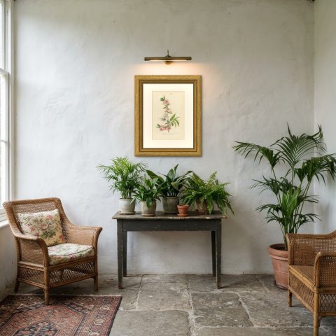 Double Flowering Peach Japonica Stellata, Amygdalus Persica, 1859, shown framed in a room, true to size