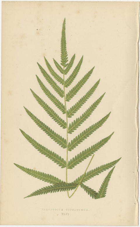 Antique Botanical Fern Prints, Polypodium Studies Decorative Set Lowe 1856, view 5