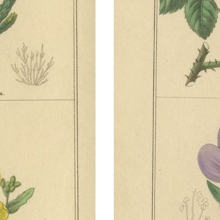 Pair of Hand-Colored Victorian Botanical Prints by B. Maund 1836, close-up 2