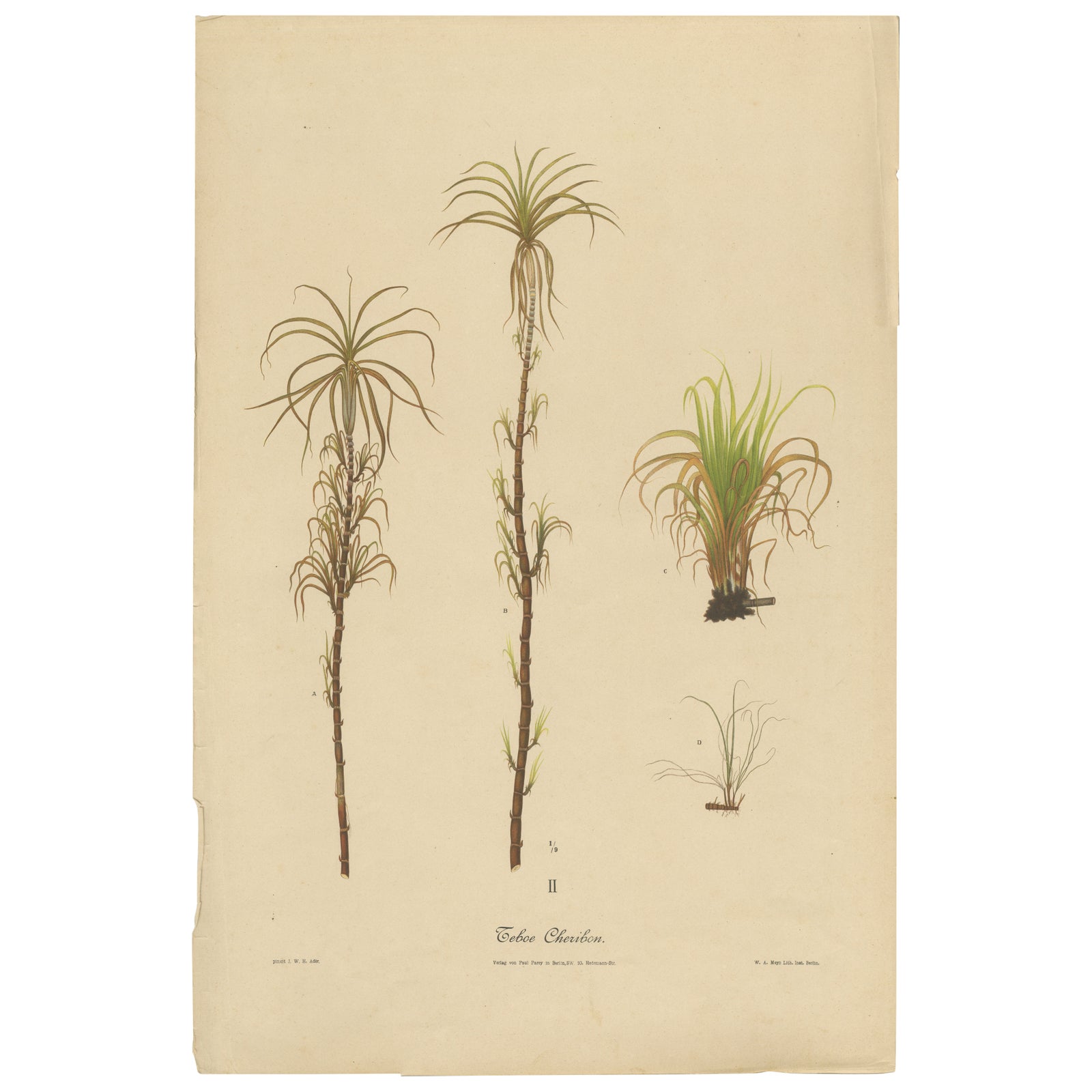 Antique Sugarcane Botanical Chromolithograph, Teboe Cheribon, Java 1892