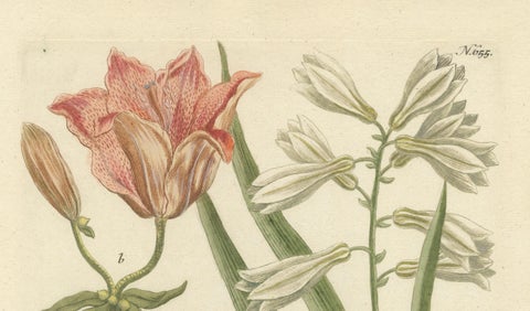 Botanical Elegance: Antique Engravings from Johann Weinmann's Masterpiece, 1748, close-up 3