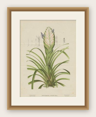 Antique Botany Print of Tillandsia Anceps '1879', shown framed