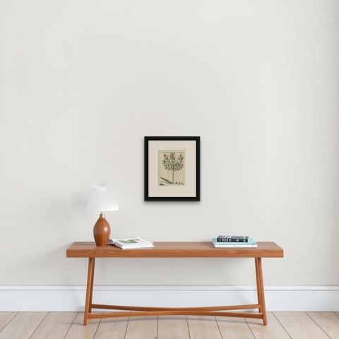 Botanical Engraving of Alaternoides Afric Lauri Serratae from Commelin, 1706, shown framed on a wall, true to size