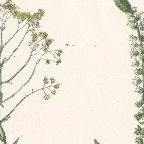 Hand-Colored Botanical Lithograph of Woad and White Goosefoot, Calwer, 1854, close-up 3