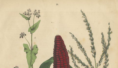 Antique Maize Botanical Print, Corn Plant Study, Germany 1852, close-up 1
