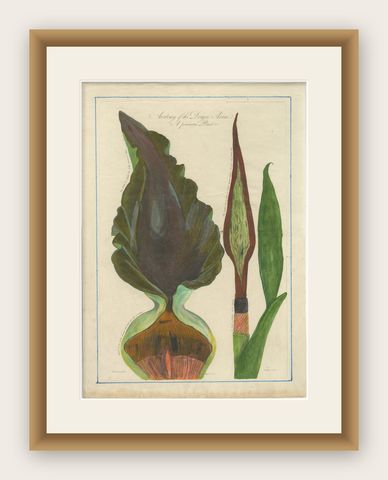 Dragon Arum, Poisonous Plant Botanical Engraving, Thornton, 1802, shown framed