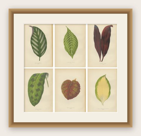 Set of 6 Botany Prints, Gesnera Cinnabarina, Dracaena Perrea (1891), shown framed