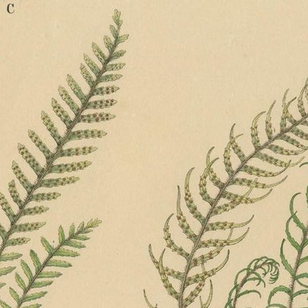 Rare Majestically Handcolored Lithograph of Ferns of Java 'Polypodium', 1829, close-up 2