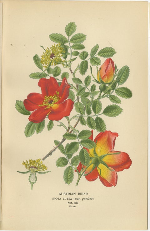 Antique Botanical Rose Prints: Austrian Briar, Moss Rose & Baroness Rothschild, view 2