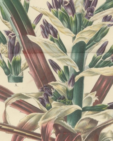 Bromelia Commeliniana, Flowering Bromeliad Chromolithograph, 1859, close-up 1