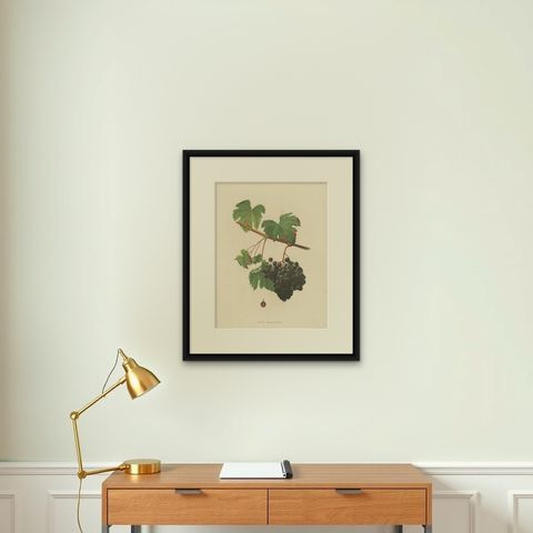 Rare Original Antique Lithograph of the Petit Bouschet Grape Variety, 1890, shown framed on a wall, true to size