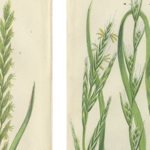 British Rushes, Pair of Victorian Botanical Engravings, 1873, close-up 1