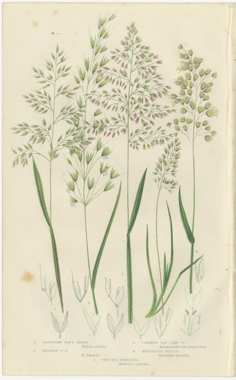 European Quillwort and Pillwort Antique Botanical Print, 1873, view 2