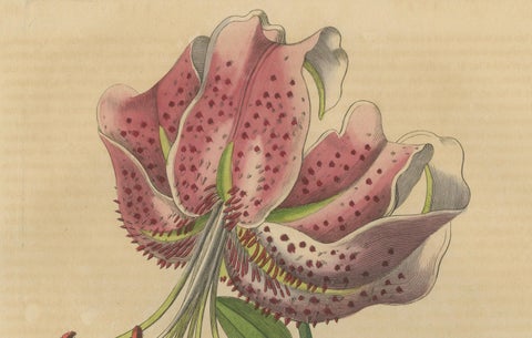 Lilium speciosum (Elegant Lily), Hand-Colored Botanical Engraving, ca.1825, close-up 3