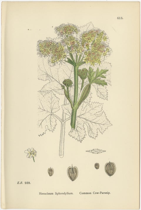 Four Antique English Botanical Herb Prints, Elegant Green Umbellifers, 1902, view 9