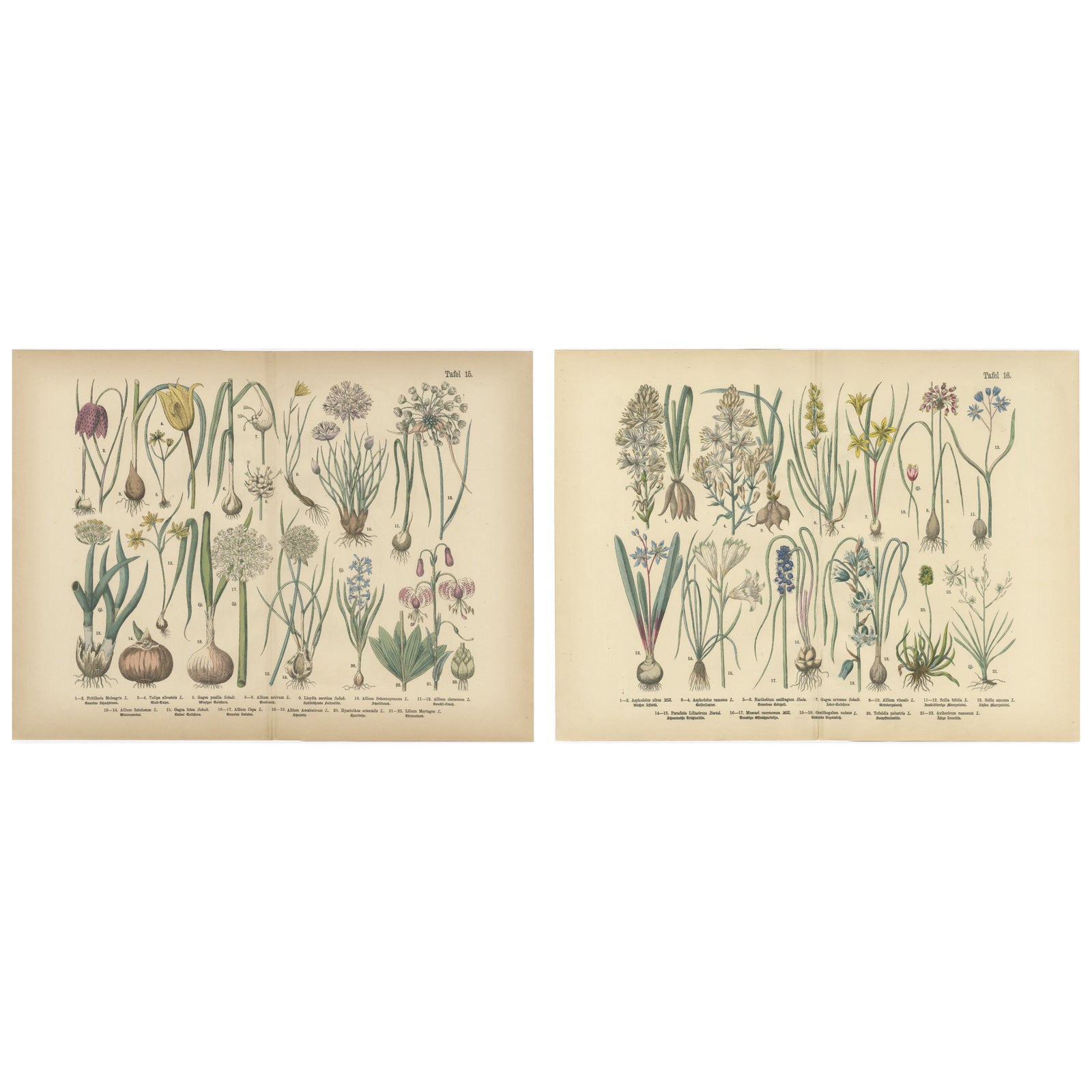 Antique German Botanical Atlas Plates, Tafel 15 to 16, Bulb Flowers, 1885