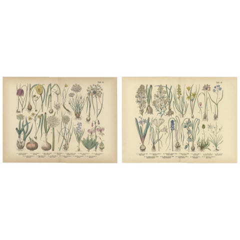Antique German Botanical Atlas Plates, Tafel 15 to 16, Bulb Flowers, 1885