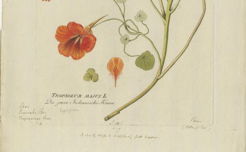 Vibrant Indian Cress Engraving, Icones Plantarum Medicinalium, 1788, close-up 1