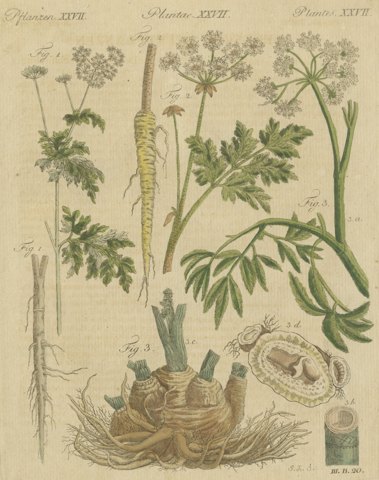 Chervil, Parsley and Celeriac Kitchen Herbs, Antique Bertuch Print, circa 1802