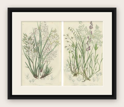 Club Moss Varieties, Hand-Colored Engravings, Victorian, 1873 Pair, shown framed