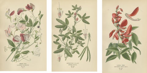 Garden Elegance: A Triptych of 19th Century Botanical Illustrations, 1896, view 5