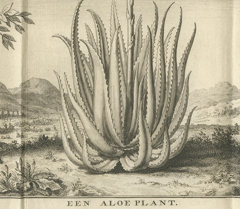 Coffee, Aloe, and Date Trees, Exotic Botanical Engraving, Dutch, c.1730, close-up 4