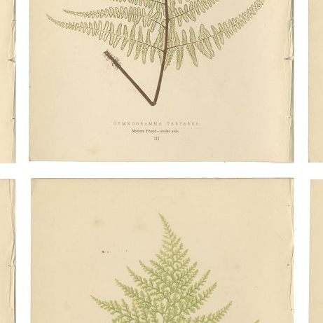 Antique Victorian Fern Botanical Prints, Gymnogramma Plates Wall Art 1856, close-up 2
