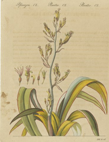 New Zealand Flax with Flower Details, Antique Bertuch Print, circa 1815