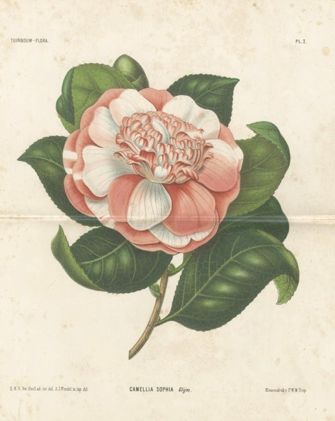 Antique Botanical Lithograph, Camellia Sophia, de Vriese, 1856, close-up 1