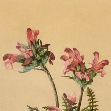 Antique Pedicularis Botanical Chromolithographs, Set of 3, Germany 1897, close-up 1