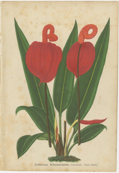 Vibrant Botanical Lithographs: Flamingo Flower and Sturt's Desert Pea, c.1855, view 2