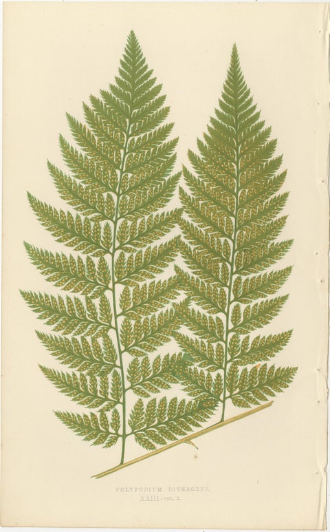 Exotic Victorian Fern Lithograph Collection with English Species Names, 1856, view 6
