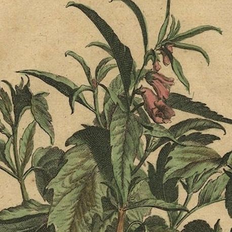 Botanical Illustration of Sesame Plant (Sesamum indicum), Munting’s 1696 Herbal, close-up 5