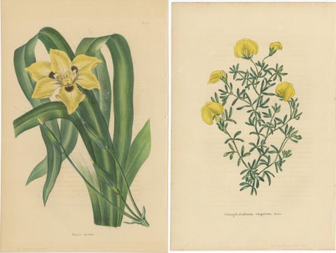 Set of 2 Antique Botany Prints, Dietes Bicolor Plant, Gompholobium '1846', view 4