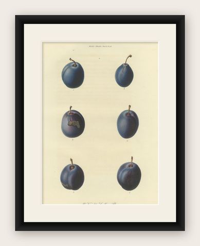 Antique Fruit Print of Mr. Knight's Seedling Plums, shown framed