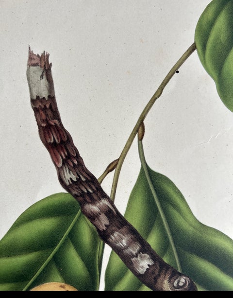 Lansium Domesticum, Langsat Botanical Lithograph c.1863, view 6
