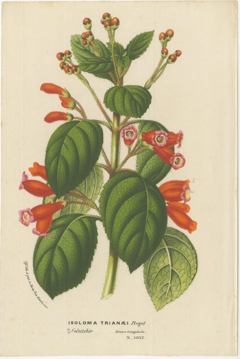 Vibrant Blossoms: Mysore Trumpetvine, Chinese Teaberry and Colombian Isoloma, view 4