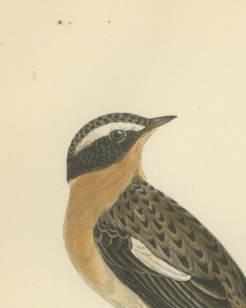 Whinchat on a Conifer Twig, Hand Colored Wood Engraving, Morris, 1896, close-up 1