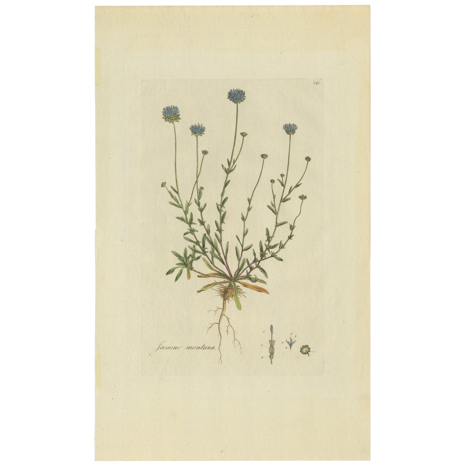 Antique Botany Print of the Jasione Montana by Curtis, circa 1777
