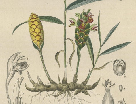 Exotic Botanicals Unveiled: The Ginger Plant in Art and Science, 1845, close-up 2