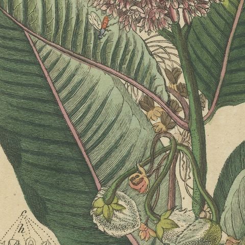 Common Milkweed with Seed Pods and Details, Antique Bertuch Print, circa 1818, close-up 4