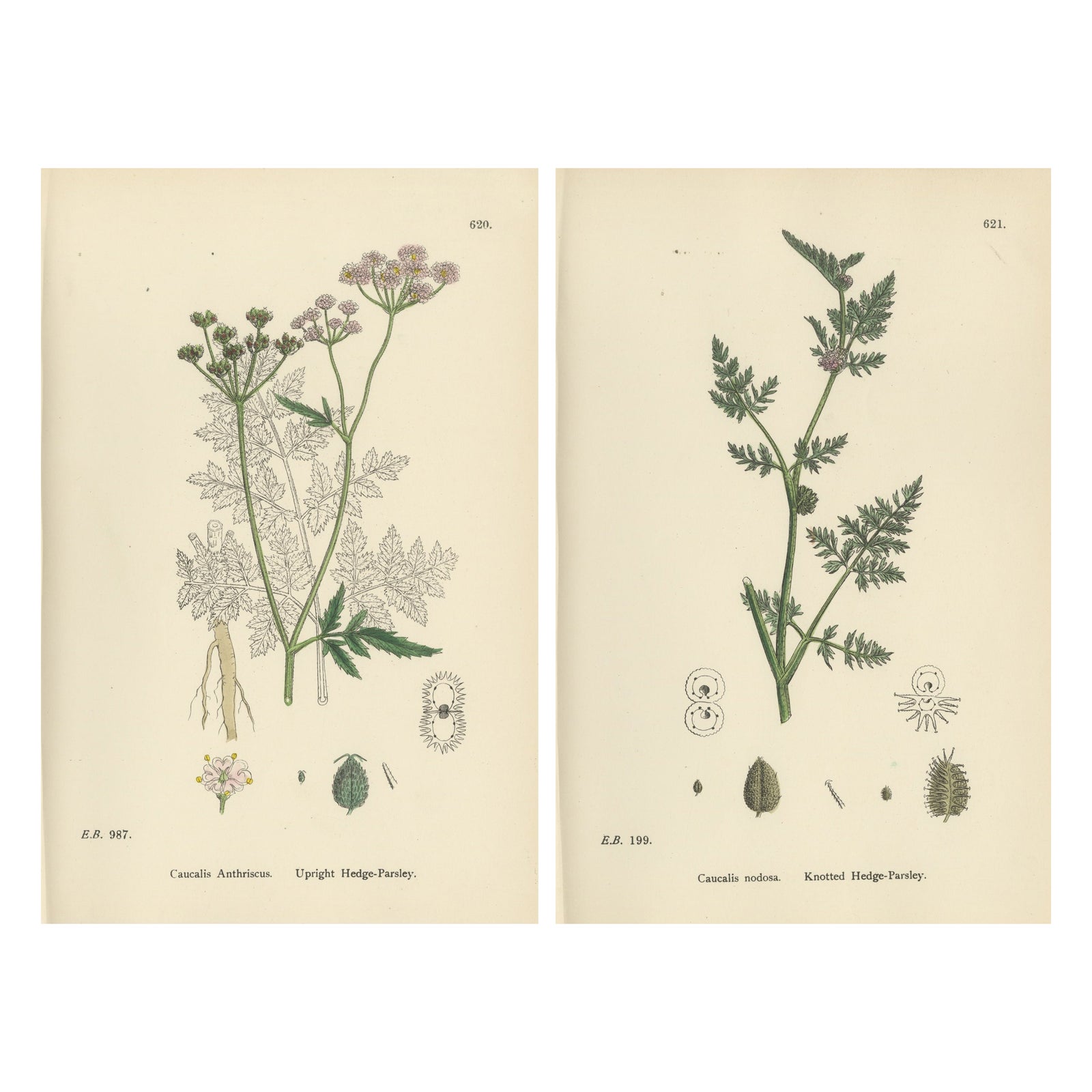 British Hedge-Parsley Botanical Pair, Hand-Colored Engravings, England 1902