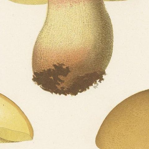 Antique Mycology Print of Hemileccinum Impolitum by E.M. Fries, circa 1860, close-up 2