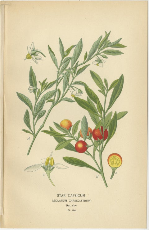 1897 Botanical Prints, Dwarf Morning Glory and Star Capsicum (Jerusalem Cherry), view 3