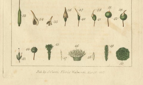 Botanical Study of Various Plant Structures in an Original Engraving, 1803, close-up 1
