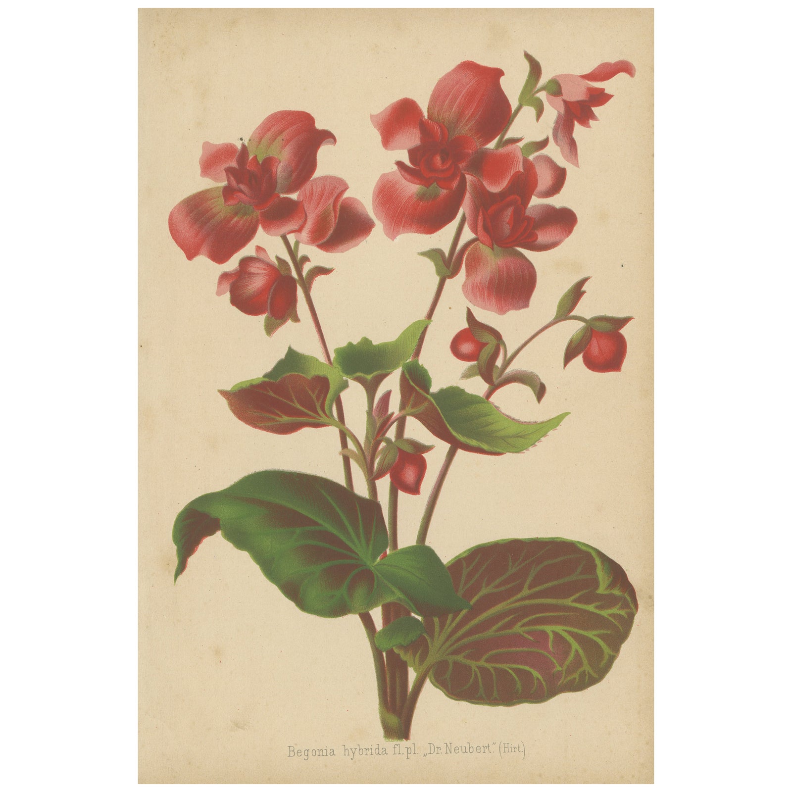 Hybrid Begonia Botanical Illustration by Louis van Houtte, 19th Century