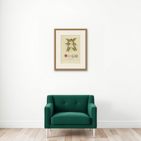 Antique Botany Print of a Mangosteen Tree by Plenck, 'circa 1790', shown framed on a wall, true to size