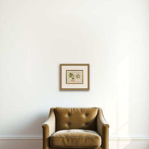 Pair Antique Botanical Lithographs, Sorbus Toringo & Phlox, 1856, shown framed on a wall, true to size